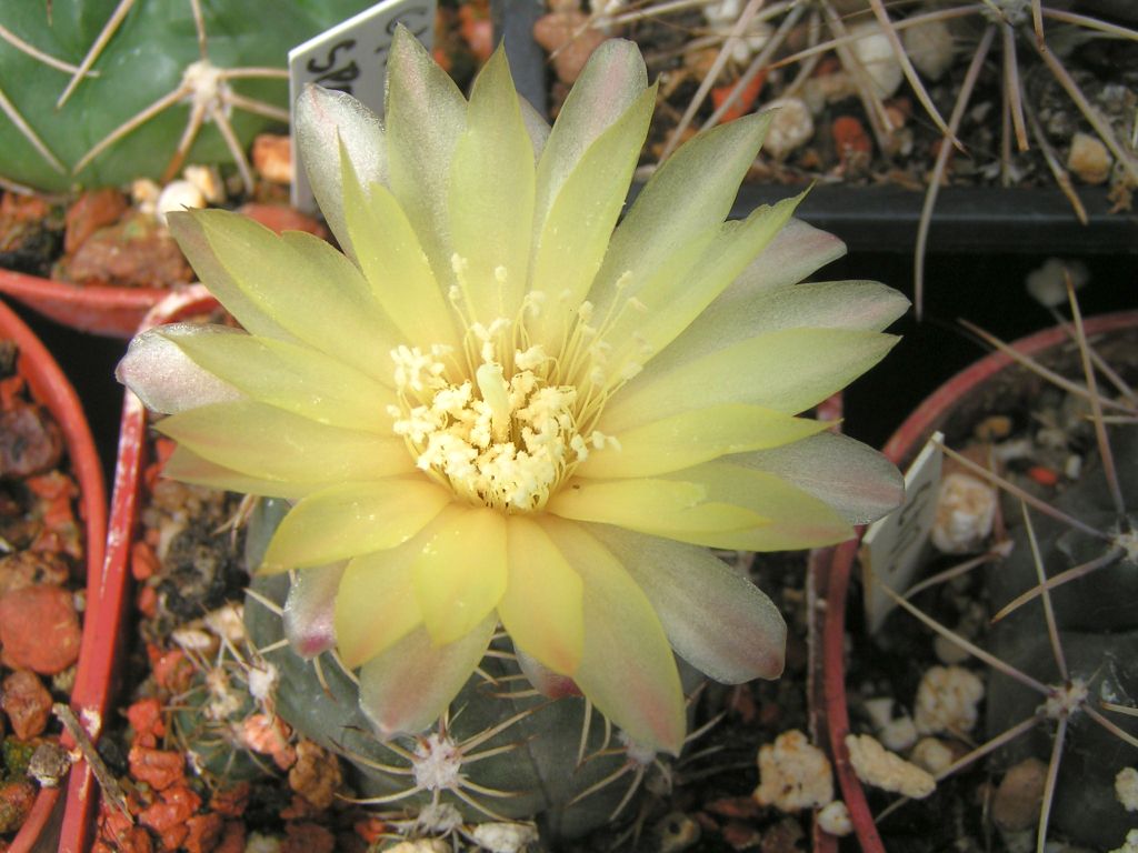 Gymnocalycium andreae